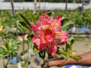 image of adenium
