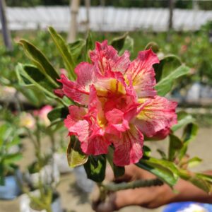 image of adenium