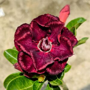 image of adenium