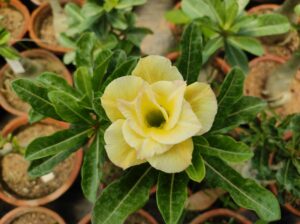 image of adenium