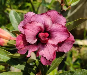 image of adenium
