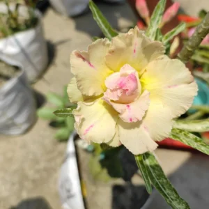 baby adenium 15