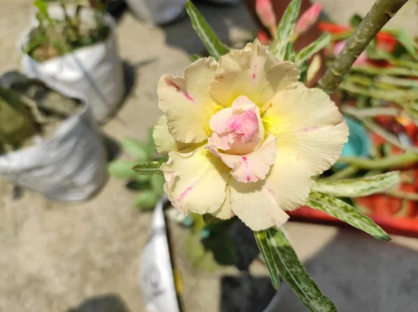 baby adenium 15