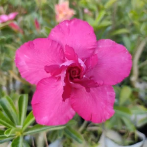 baby adenium - 14