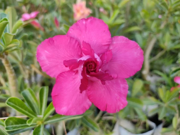 baby adenium - 14