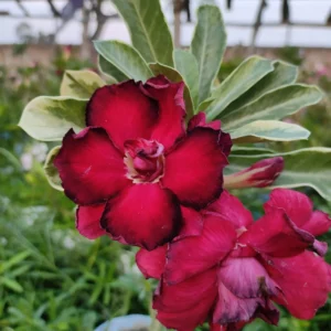 baaby adenium 13