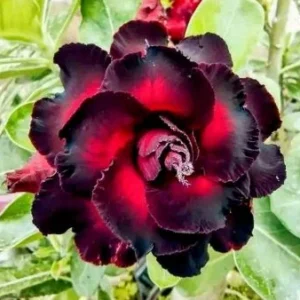 MThai Baby Adenium