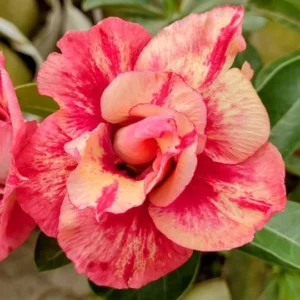 My Seen Baby Adenium
