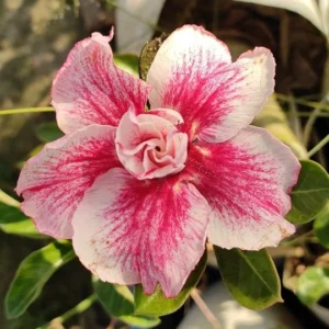 Baby Adenium - 1