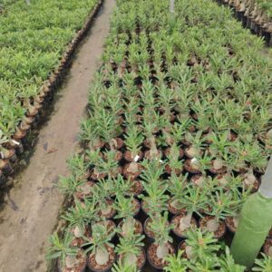 50 Matured Plants Set