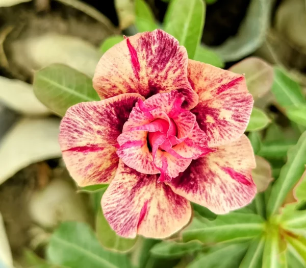 Exclusive Rosy Adenium - 18