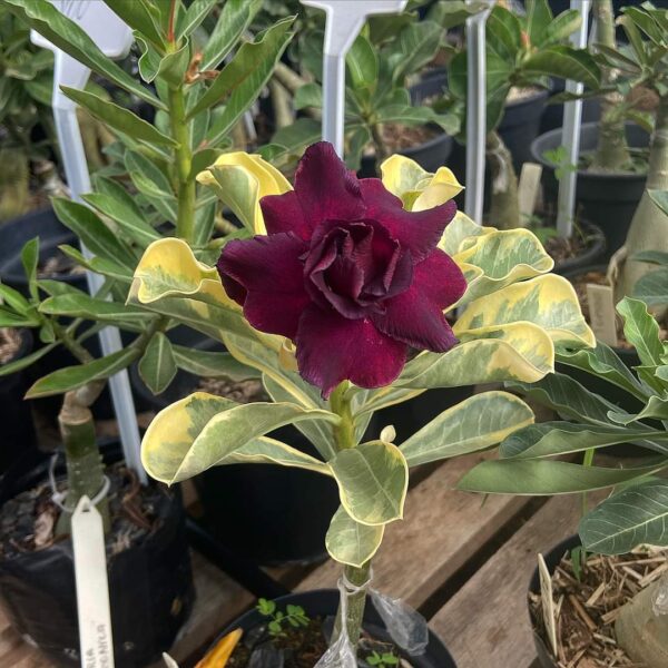 Exclusive Rosy Adenium - 15