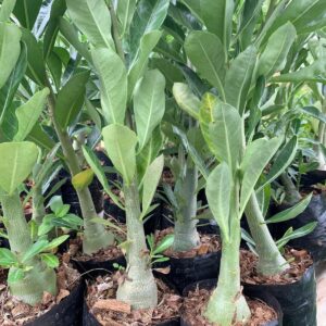 10 Very Fat Healthy Rootstock Set