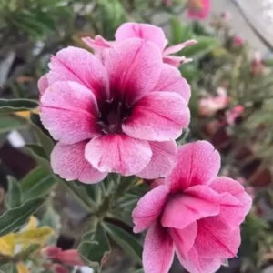 20 GRAFTED BABY ADENIUM PLANTS COMBO SET NO 22