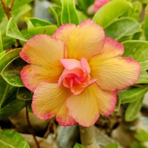 50 BABY GRAFTED ADENIUM PLANTS COMBO NO 20