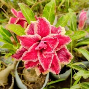 10 NEW MATURE GRAFTED ADENIUM PLANTS SET NO 23