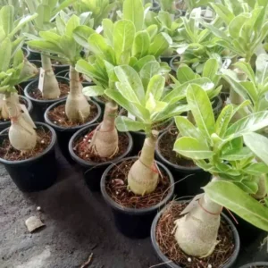 500 BABY Grafted Adenium Plants Combo