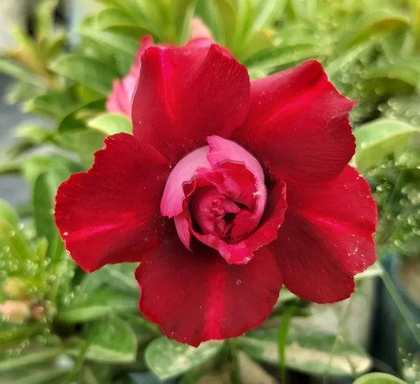 Exclusive Rosy Adenium - 25