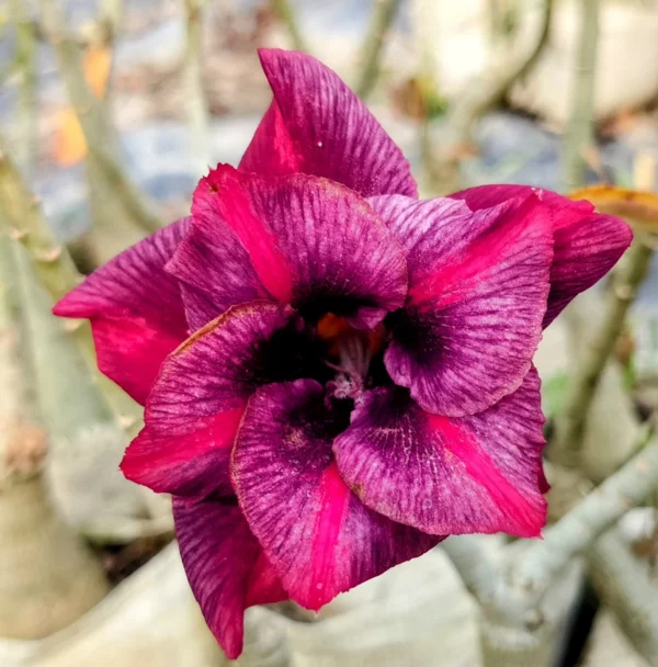 Exclusive Rosy Adenium - 26