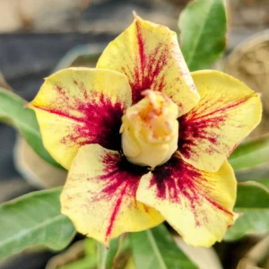 Exclusive Rosy Adenium - 27