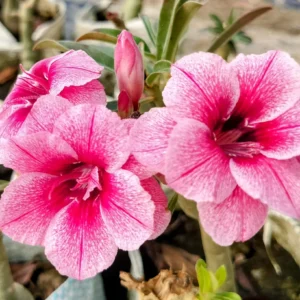 Exclusive Rosy Adenium - 29