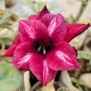 Exclusive Rosy Adenium - 30