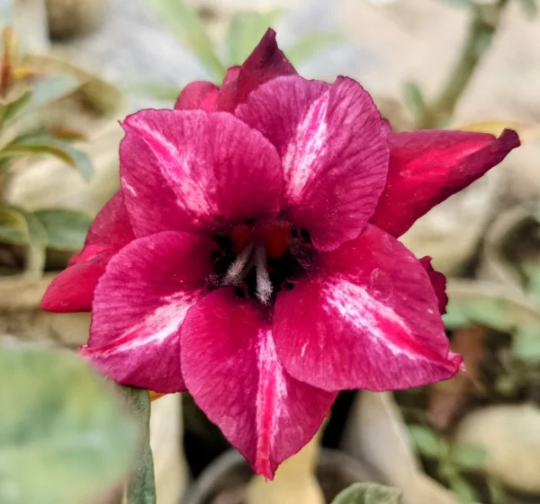 Exclusive Rosy Adenium - 30