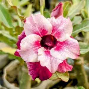 Exclusive Rosy Adenium - 30