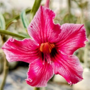 Exclusive Rosy Adenium - 32