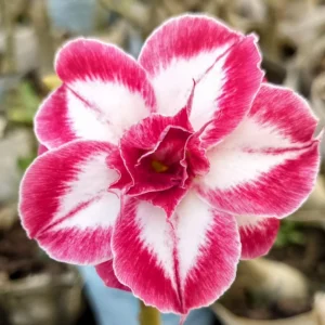 Exclusive Rosy Adenium - 33