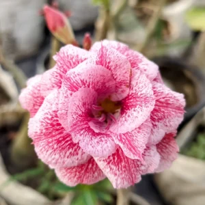 Exclusive Rosy Adenium - 34