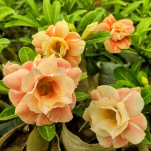 Exclusive Adenium - 24