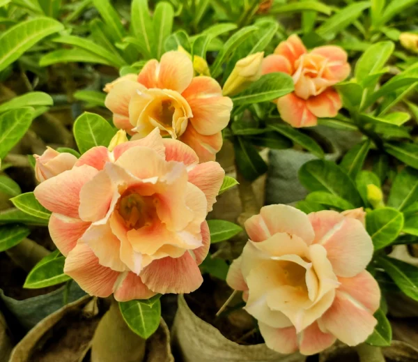 Exclusive Adenium - 24