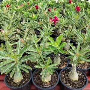 100 Matured Grafted Plants Combo