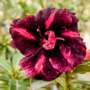 Exclusive Rosy Adenium