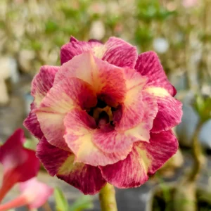 Exclusive Rosy Adenium