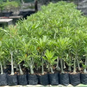 Baby RootStock 1