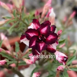 Exclusive Rosy Adenium - 82