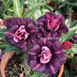 Exclusive Rosy Adenium - 83