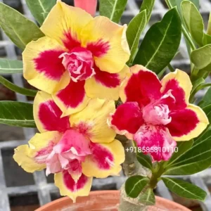 Exclusive Rosy Adenium - 84