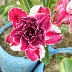 Exclusive Rosy Adenium - 69