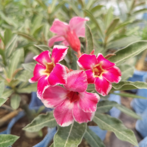 Exclusive Rosy Adenium - 78