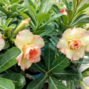 Exclusive Rosy Adenium - 50