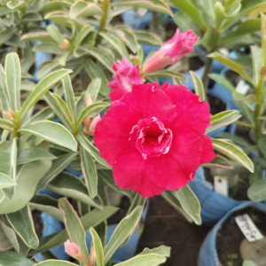 Exclusive Rosy Adenium - 81