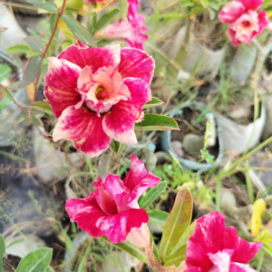 Exclusive Rosy Adenium – 76