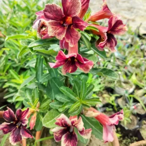 Exclusive Rosy Adenium - 51