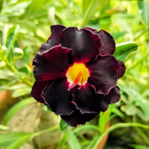 Exclusive Rosy Adenium - 68