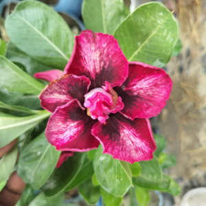 Exclusive Rosy Adenium – 77