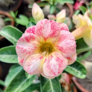 Exclusive Rosy Adenium - 52