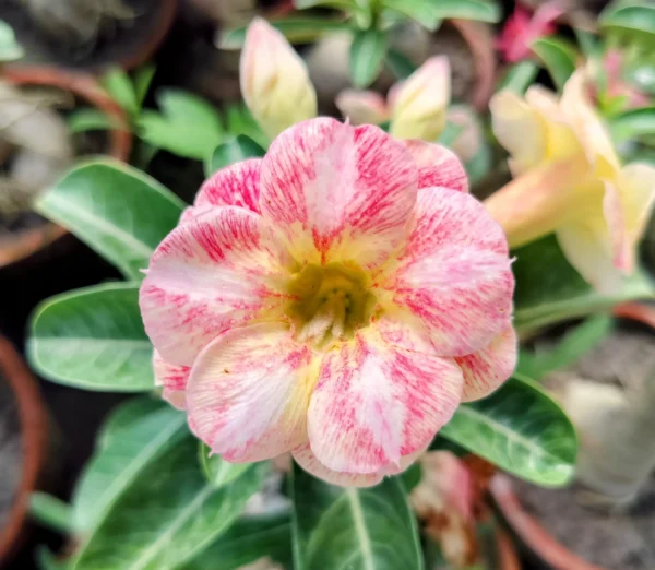 Exclusive Rosy Adenium - 52